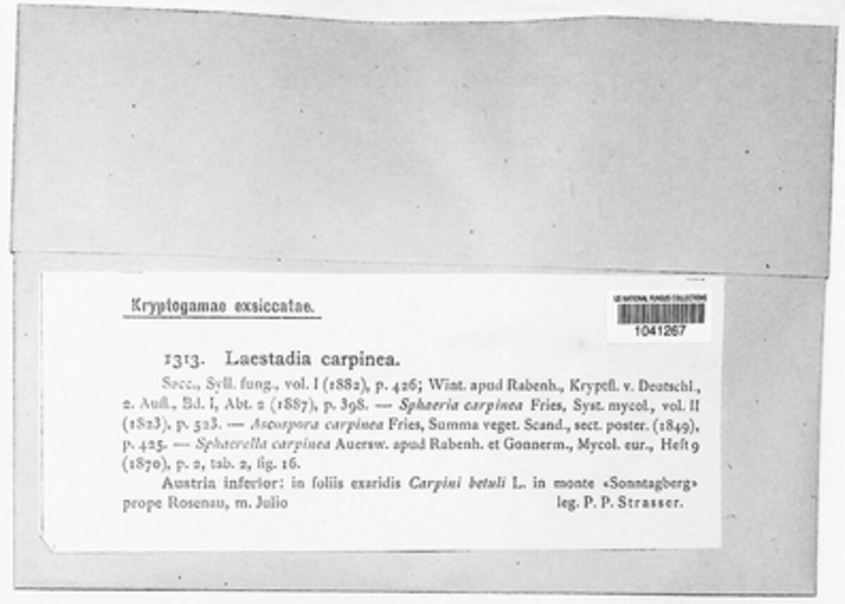 Apiosporopsis carpinea image